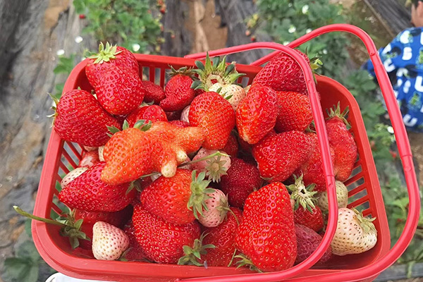 Zábavný den stroje Qingdao Star na Strawberry Fields